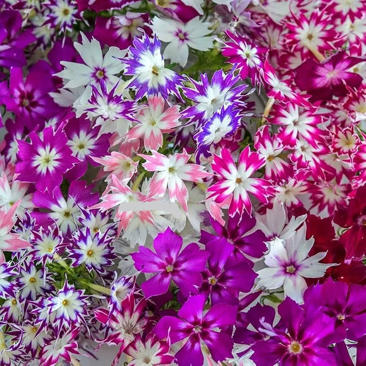 Flower Seeds, Seeds,Seeds For Planting,Plant Seeds