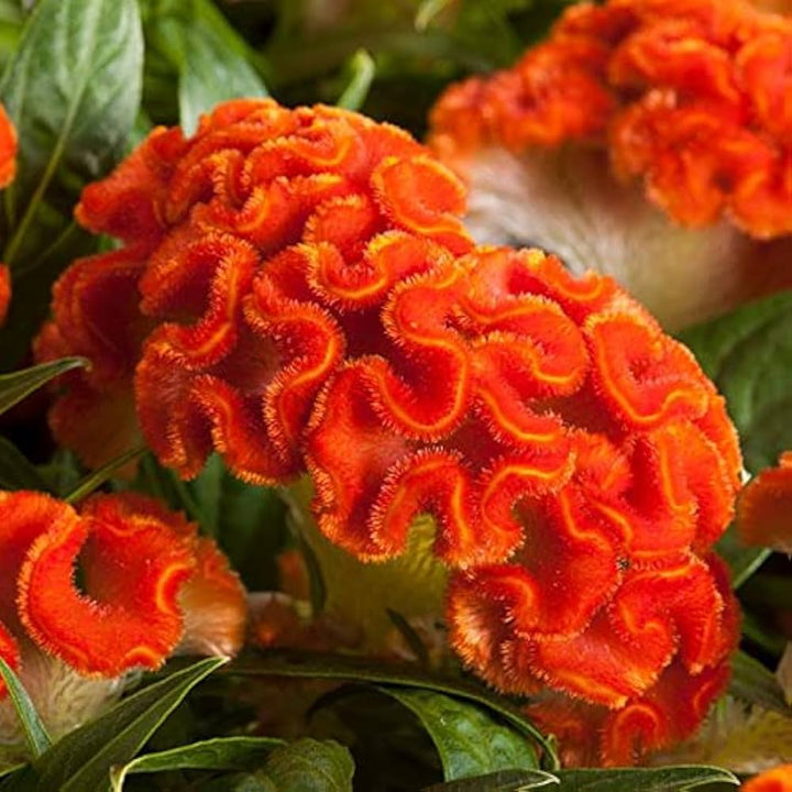 Flower Seeds, Seeds,Seeds For Planting,Plant Seeds