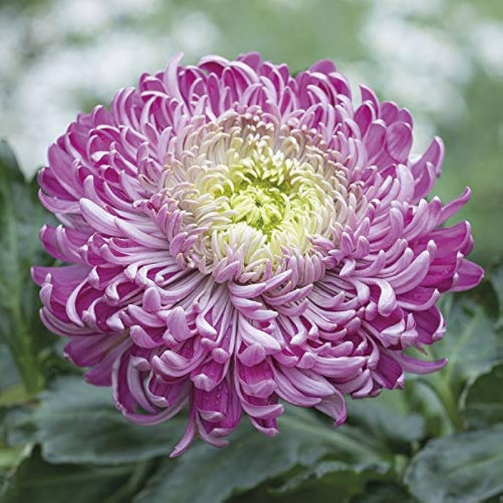 Flower Seeds, Seeds,Seeds For Planting,Plant Seeds
