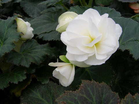 Flower Seeds, Seeds,Seeds For Planting,Plant Seeds
