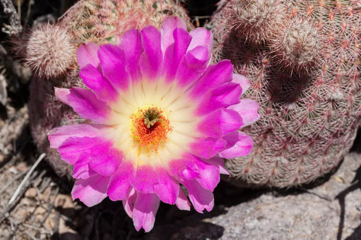 Violet Echinocereus Rigidissimus Flower Seeds for Planting Heirloom Non-GMO High Germination Organic Garden Seeds