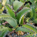 Light Green Kalanchoe Flower Seeds for Planting – Garden Favorite, Heirloom &amp; Non-GMO, High Germination