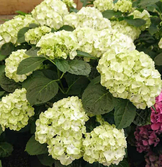 Green White Hydrangea Flower Seeds for Planting – Heirloom, Non-GMO, High Germination Garden Seeds