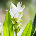Curcuma Longa Flower Seeds for Planting – Heirloom, Non-GMO Bright Bloom Organic Garden Seeds