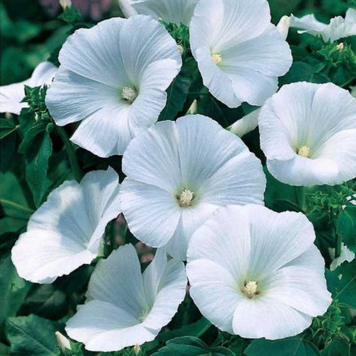Flower Seeds, Seeds,Seeds For Planting,Plant Seeds