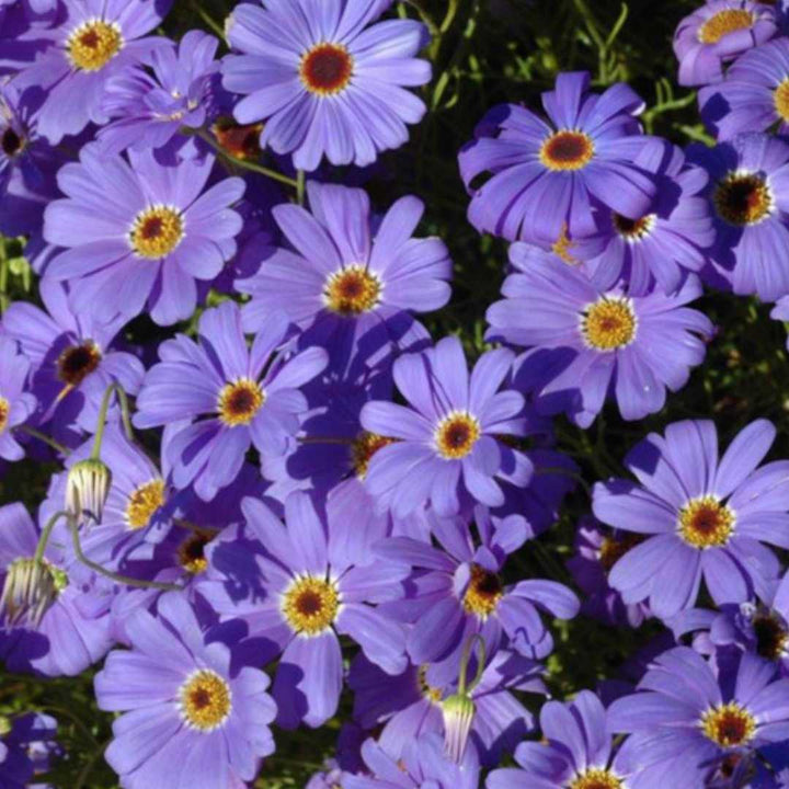 Flower Seeds, Seeds,Seeds For Planting,Plant Seeds