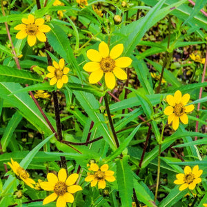 Flower Seeds, Seeds,Seeds For Planting,Plant Seeds