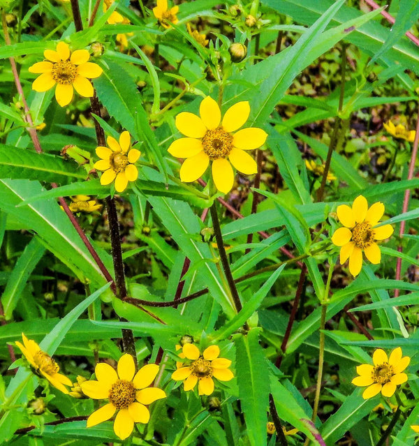 Flower Seeds, Seeds,Seeds For Planting,Plant Seeds