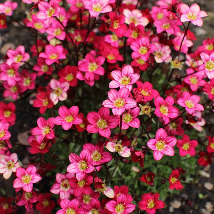 Flower Seeds, Seeds,Seeds For Planting,Plant Seeds