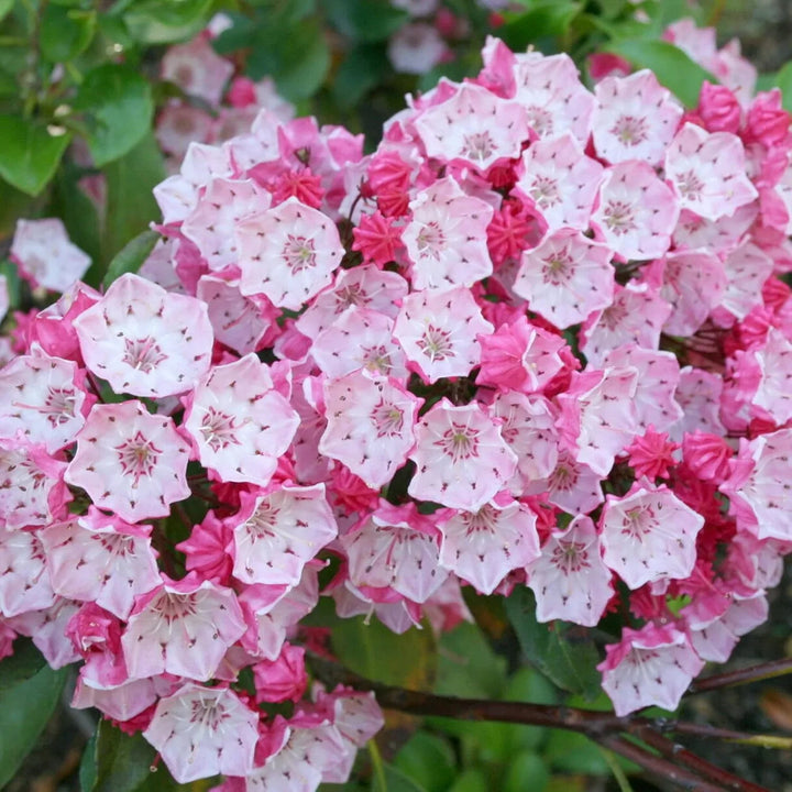 Flower Seeds, Seeds,Seeds For Planting,Plant Seeds