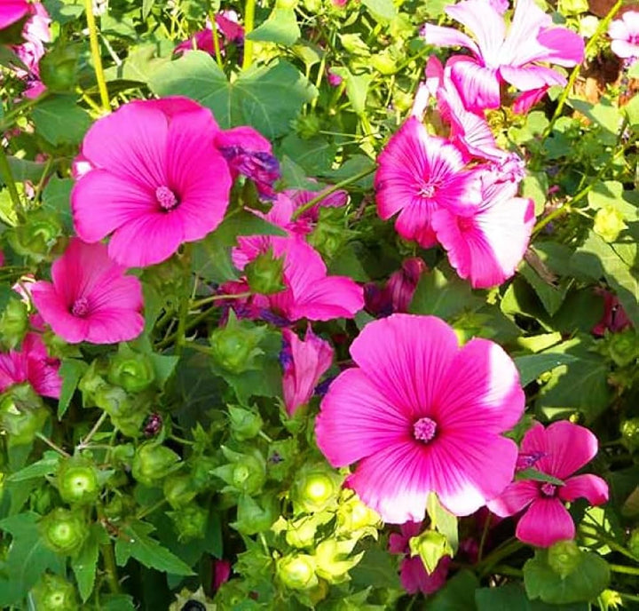 Flower Seeds, Seeds,Seeds For Planting,Plant Seeds
