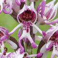 Purple Dracula Flower Seeds for Planting – Heirloom, Non-GMO Wildflower Mix Organic Garden Seeds
