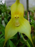 Light Green Monkey Face Orchid Seeds for Planting – Heirloom, Non-GMO, Hardy Variety, High Germination