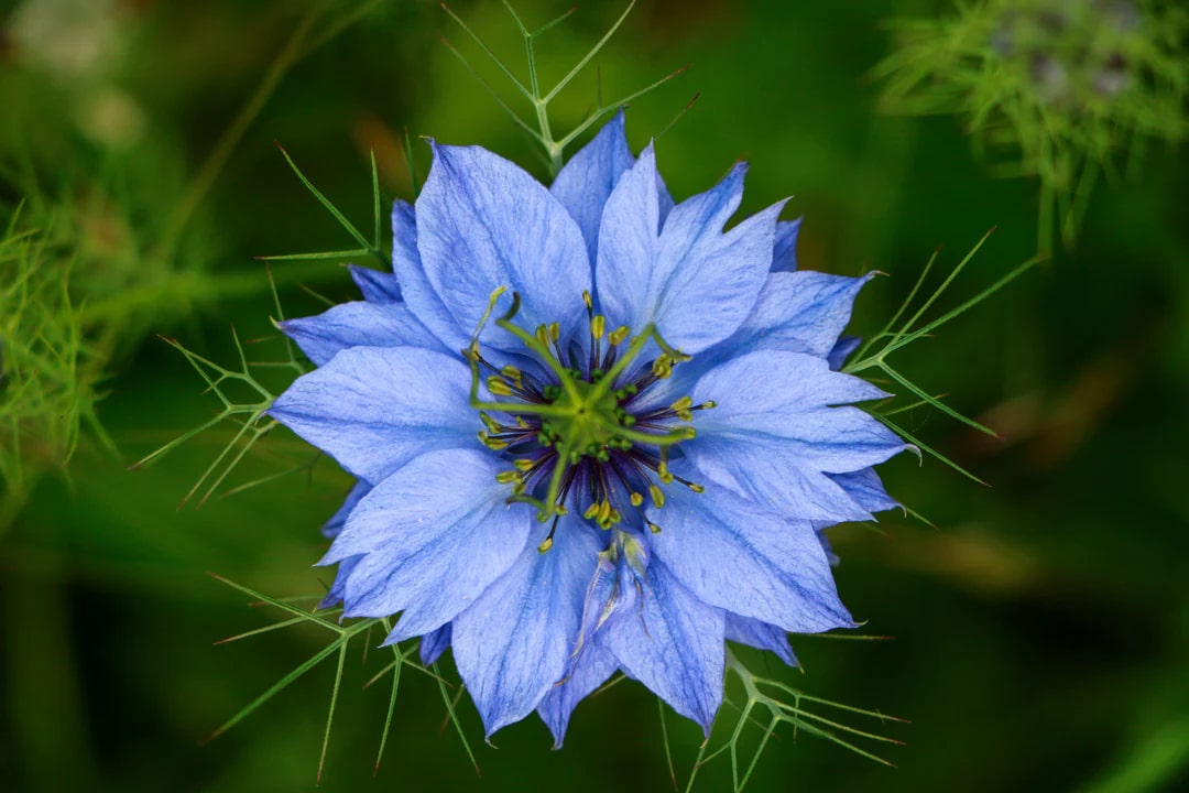 Blue Nigella Jekyll Flower Seeds for Planting – Heirloom, Non-GMO, High Germination, Organic Garden Seeds