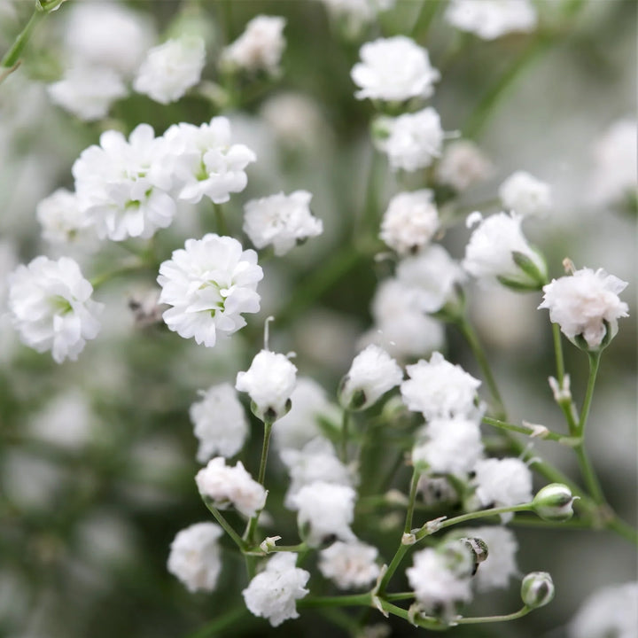 Flower Seeds, Seeds,Seeds For Planting,Plant Seeds