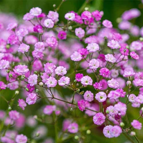 Flower Seeds, Seeds,Seeds For Planting,Plant Seeds