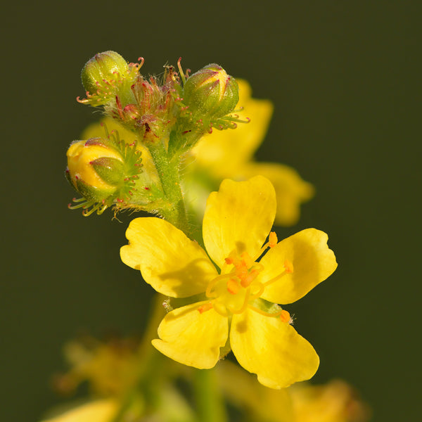Flower Seeds, Seeds,Seeds For Planting,Plant Seeds