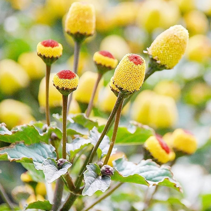 Flower Seeds, Seeds,Seeds For Planting,Plant Seeds