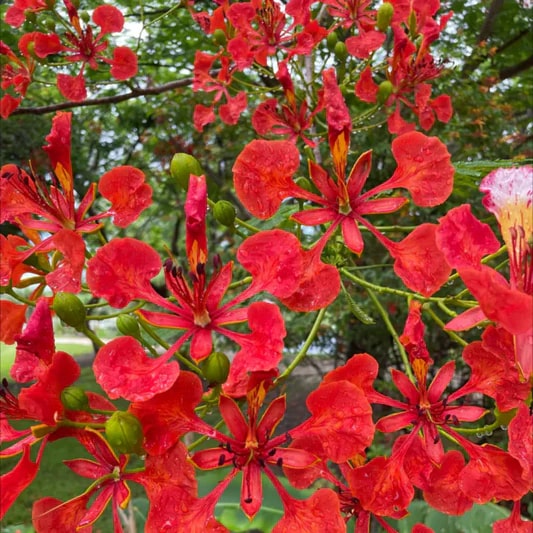 Red Jacaranda Flower Seeds for Planting – Heirloom, Non-GMO, High Germination Organic Garden Seeds