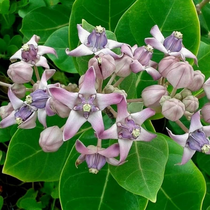 Flower Seeds, Seeds,Seeds For Planting,Plant Seeds