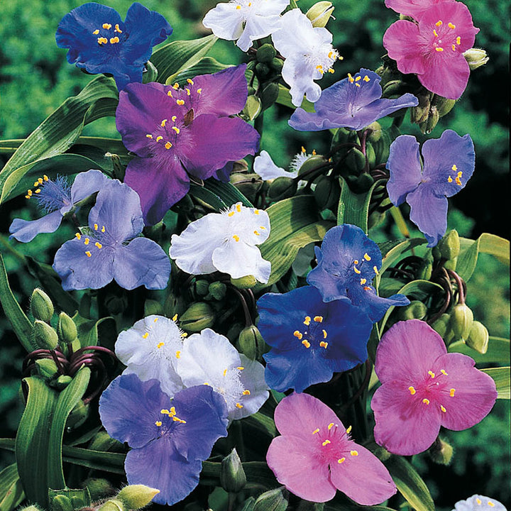 Flower Seeds, Seeds,Seeds For Planting,Plant Seeds
