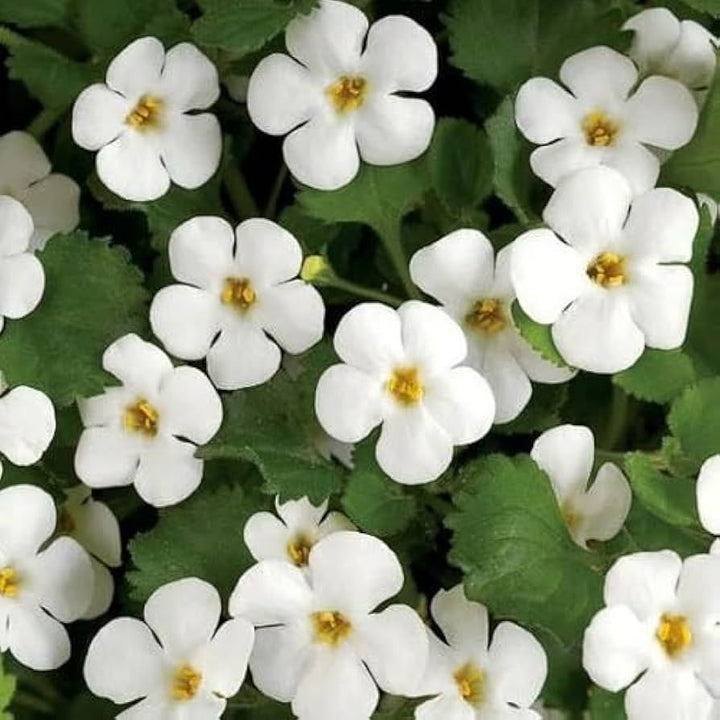 Flower Seeds, Seeds,Seeds For Planting,Plant Seeds
