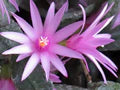 Hatiora Flower Seeds for Planting – Heirloom, Non-GMO, High Germination Organic Garden Seeds