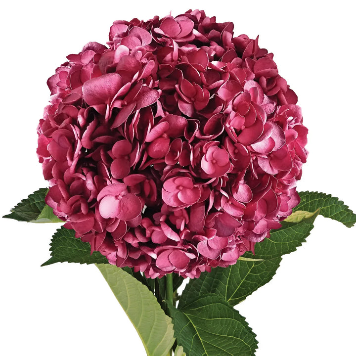 Flower Seeds, Seeds,Seeds For Planting,Plant Seeds