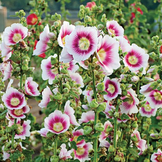 Flower Seeds, Seeds,Seeds For Planting,Plant Seeds