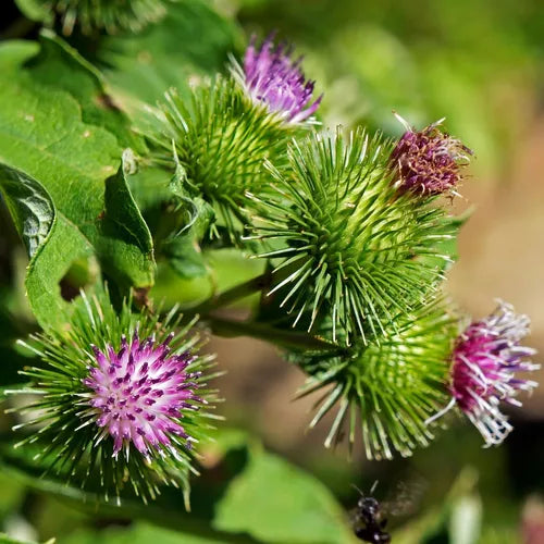 Flower Seeds, Seeds,Seeds For Planting,Plant Seeds