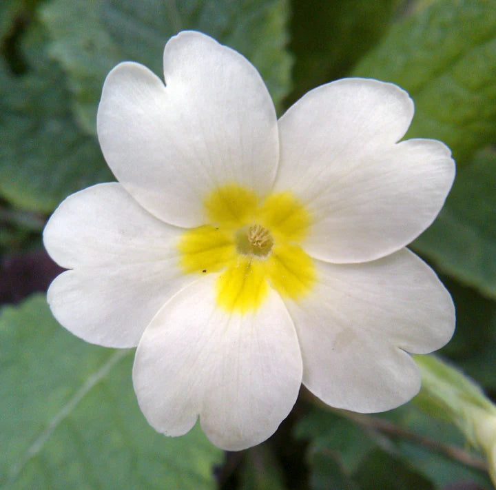 Primula Flower Seeds for Planting Heirloom Non-GMO High Germination Organic Garden Seeds