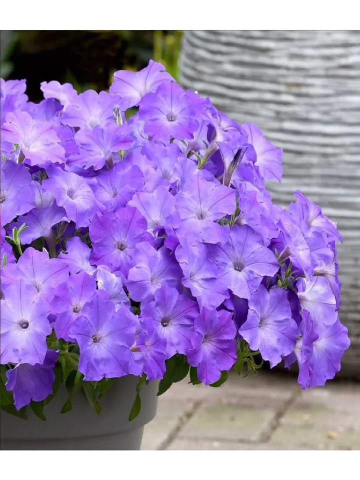 Light Blue Petunia Flower Seeds for Planting – Heirloom Non-GMO Seeds, High Germination Organic Garden Seeds