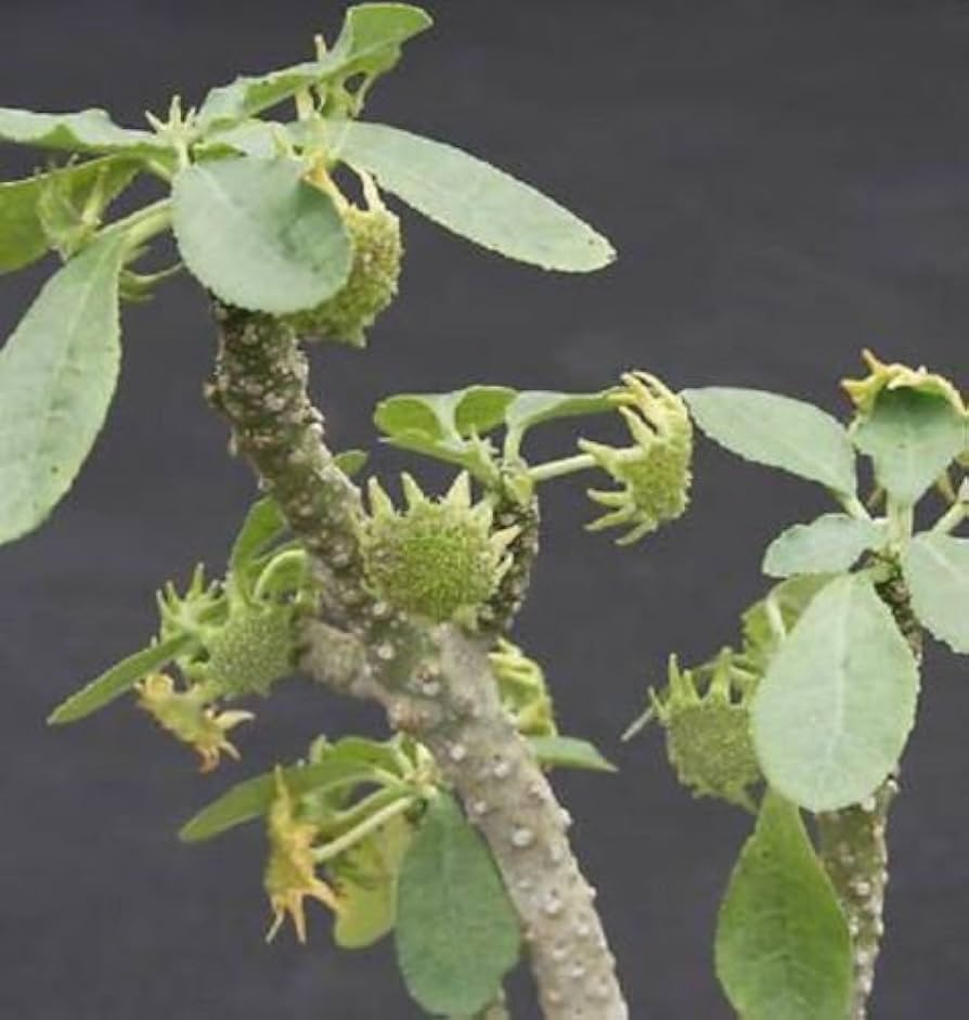 Flower Seeds, Seeds,Seeds For Planting,Plant Seeds