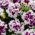 Violet Double Petunia Flower Seeds for Planting - Heirloom, Non-GMO, High Germination Organic Garden Seeds
