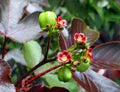 Red Bellyache Bush Flower Seeds for Planting – Heirloom, Non-GMO, High Germination Garden Seeds