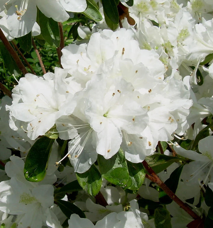 Flower Seeds, Seeds,Seeds For Planting,Plant Seeds