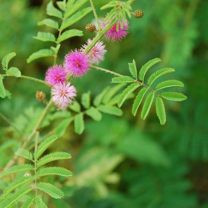 Flower Seeds, Seeds,Seeds For Planting,Plant Seeds