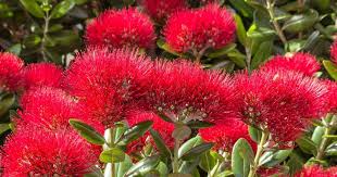 Red Pohutukawa Flower Seeds for Planting – Heirloom, Non-GMO, High Germination Organic Garden Seeds