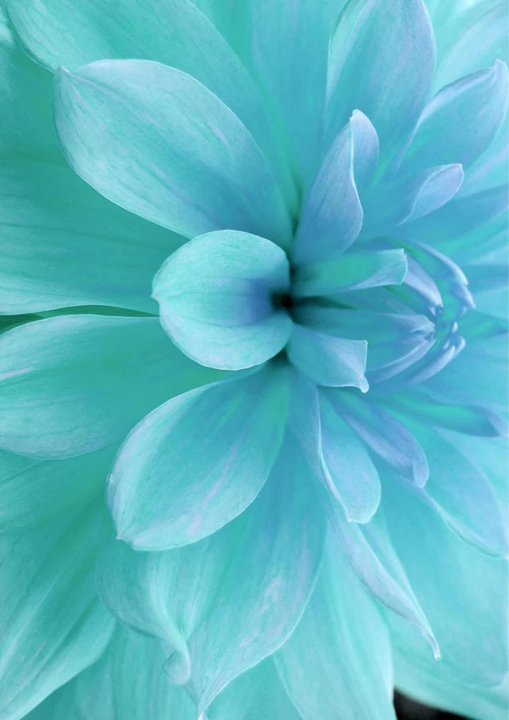 Sky Blue White Chrysanthemum Flower Seeds for Planting – Wildflower Mix, Heirloom & Non-GMO, High Germination