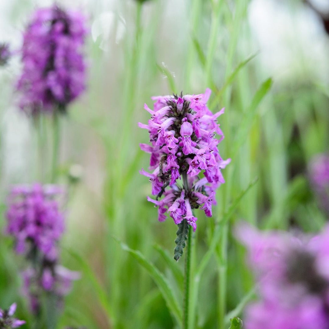 Flower Seeds, Seeds,Seeds For Planting,Plant Seeds