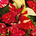 Red White Poinsettia Flower Seeds for Planting – Low Maintenance, Heirloom, GMO Free Garden Seeds