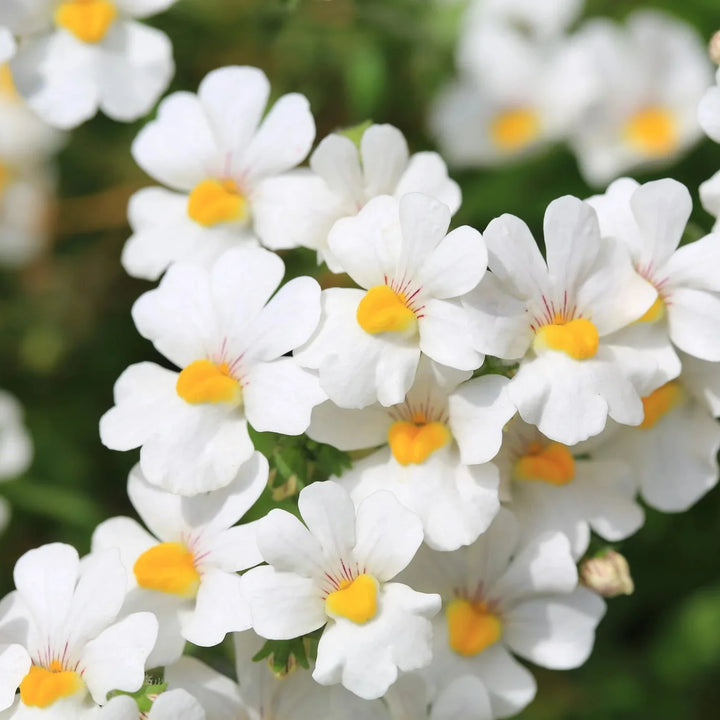 Flower Seeds, Seeds,Seeds For Planting,Plant Seeds
