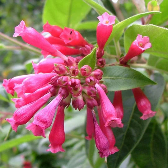 Pink Cestrum Elegans Flower Seeds for Planting – Heirloom, Non-GMO, High Germination Garden Seeds