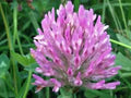 Pink Clover Flower Seeds for Planting – Heirloom, Non-GMO, High Germination Organic Garden Seeds