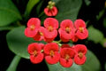 Euphorbia Milii Flower Seeds for Planting – Premium Quality, Heirloom, Non-GMO, High Germination Organic Garden Seeds
