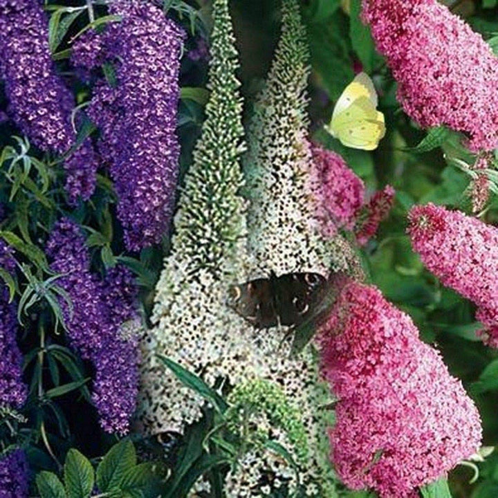 Bush Buddleia Flower Seeds for Planting – Butterfly Magnet, Fragrant, Non-GMO Blooms for Gardens