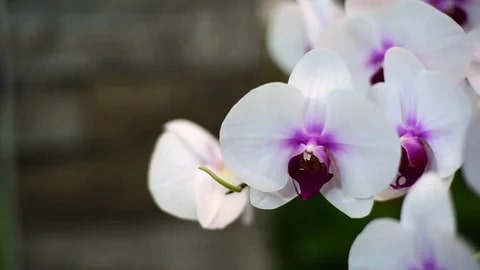 White Violet Phalaenopsis Orchid Flower Seeds for Planting – Heirloom Non-GMO, High Germination Organic Seeds
