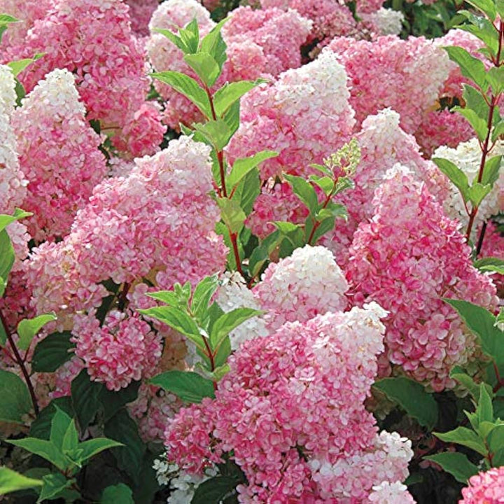 Vainilla Hortensia Flower Seeds for Planting – Heirloom Non-GMO, High Germination Organic Garden Seeds