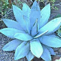 Blue Agave Titanota Flower Seeds for Planting – Compact Growth, Heirloom, Non-GMO, High Germination Organic Garden Seeds