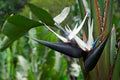 Strelitzia Flower Seeds for Planting – Heirloom, Non-GMO, High Germination Organic Garden Seeds